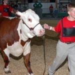 kid with bull