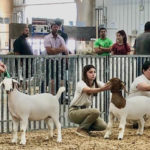 4h fair goat show