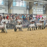 carroll county fair goat show