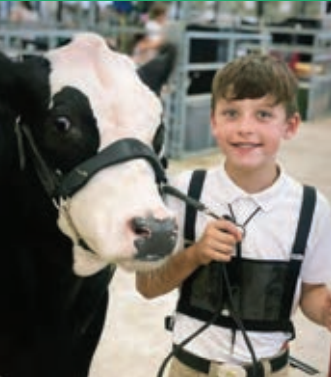4h fair cow being cared for by young boy