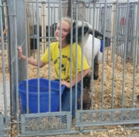4H young girl feeds the animals